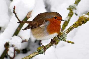 Erithacus rubecula